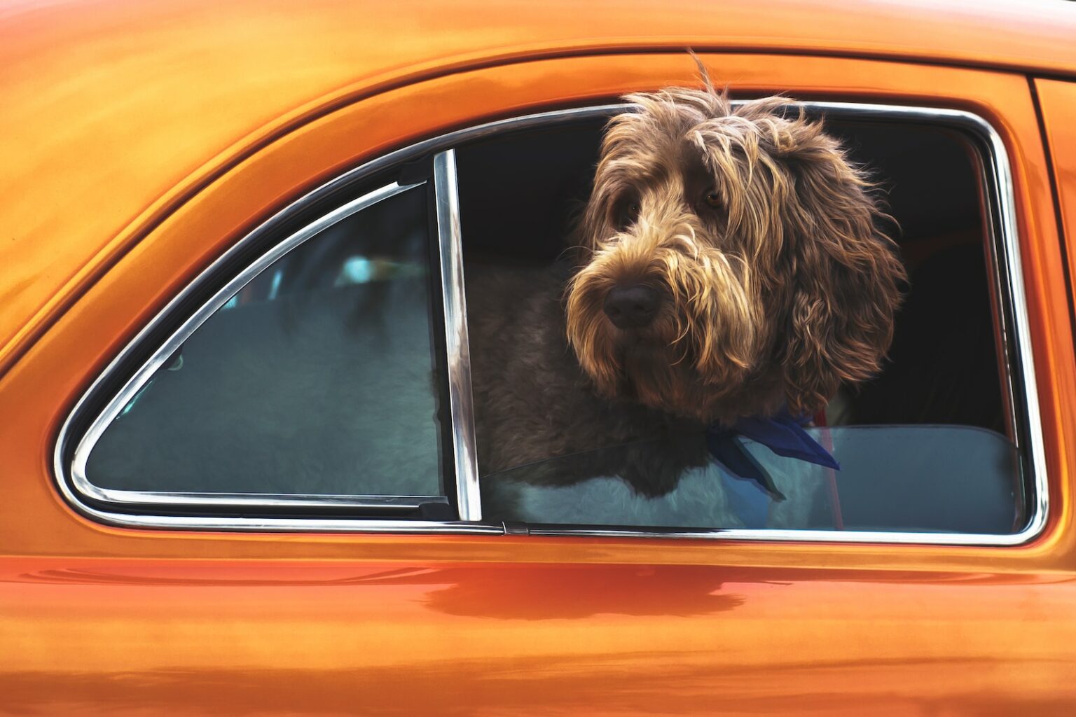 pet-friendly-car-rental-your-ultimate-guide-updated-2024